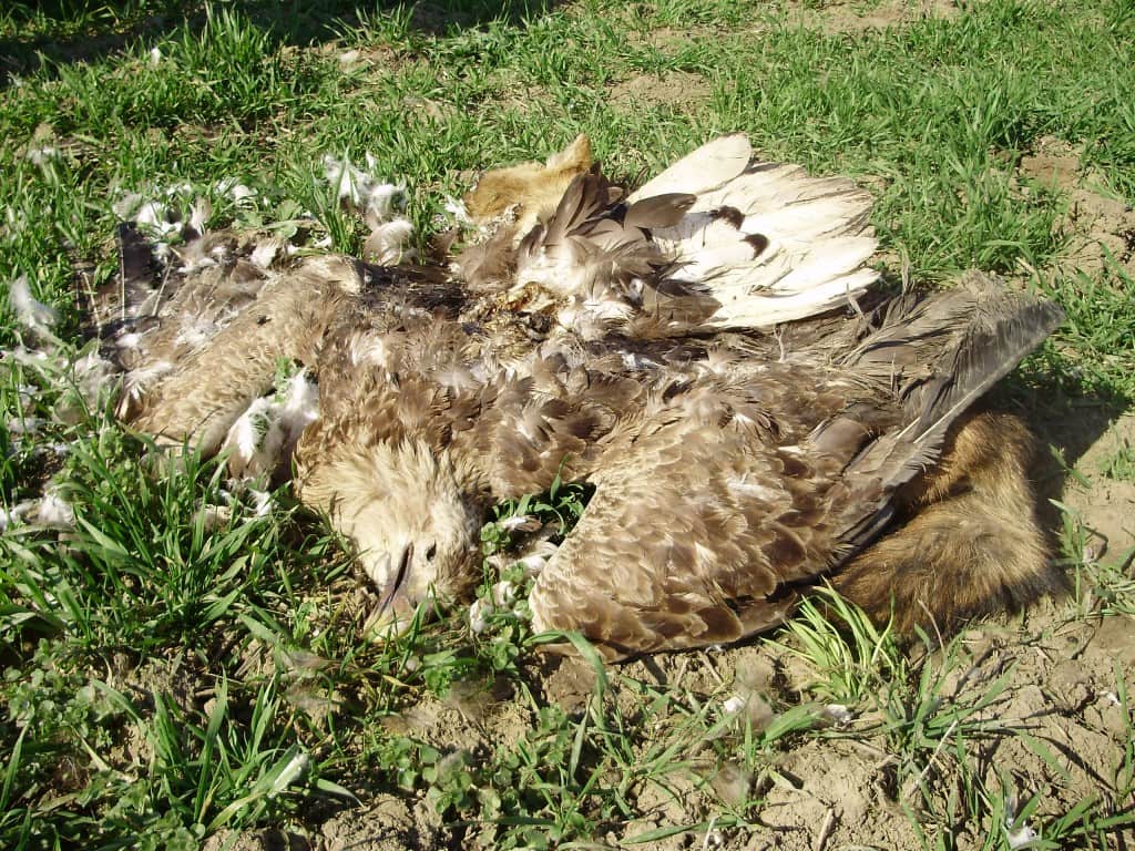 Trovanje belorepana Apatin, www.radiodunav.com