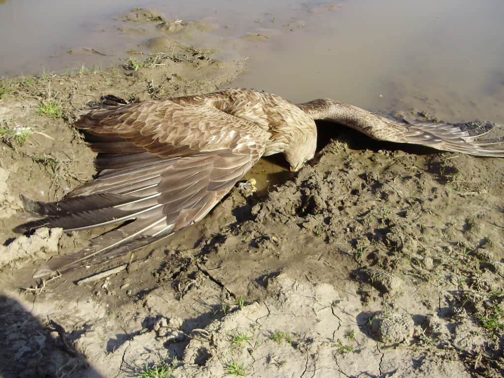 Trovanje belorepana Apatin, www.radiodunav.com