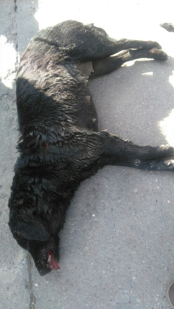 Ubijeni vlasnički psi Apatin, Milena Končar 2016