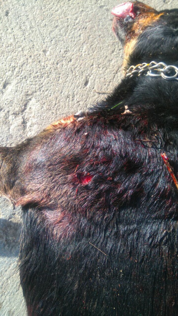 Ubijeni vlasnički psi Apatin, Milena Končar 2016