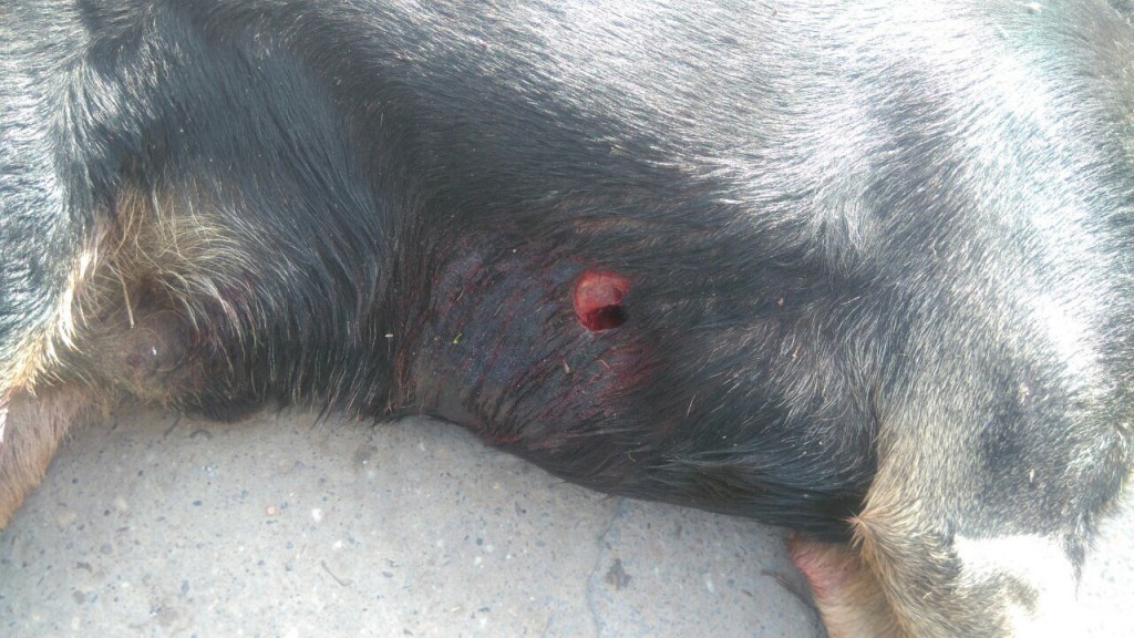 Ubijeni vlasnički psi Apatin, Milena Končar 2016