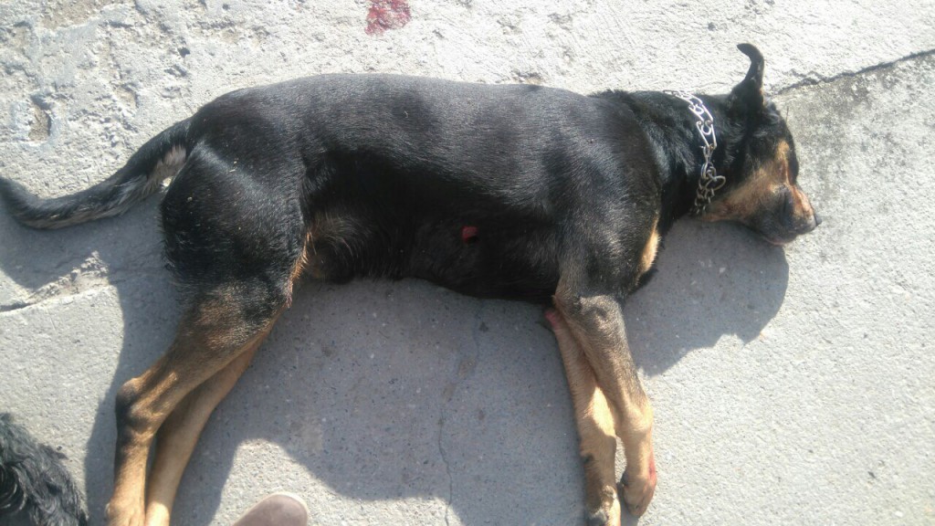 Ubijeni vlasnički psi Apatin, Milena Končar 2016