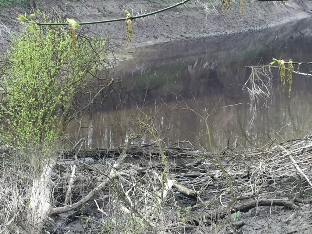 Zagađen Ciganski kanal Apatin, 2016, Mišvald (15)