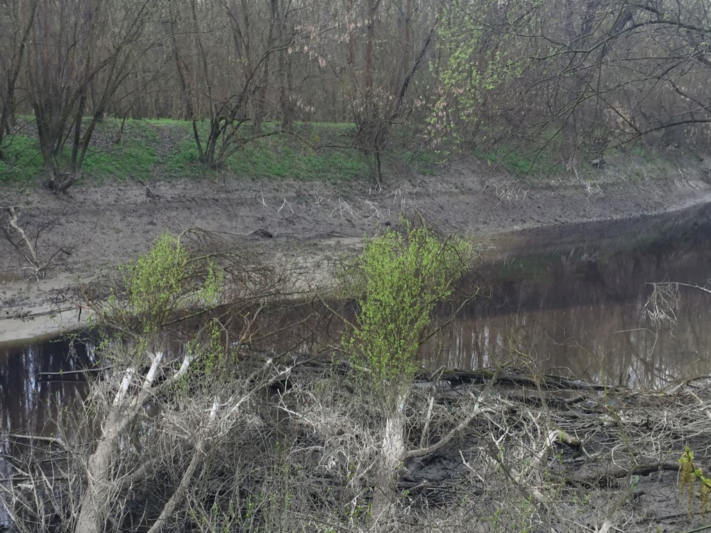 Zagađen Ciganski kanal Apatin, 2016, Mišvald (18)