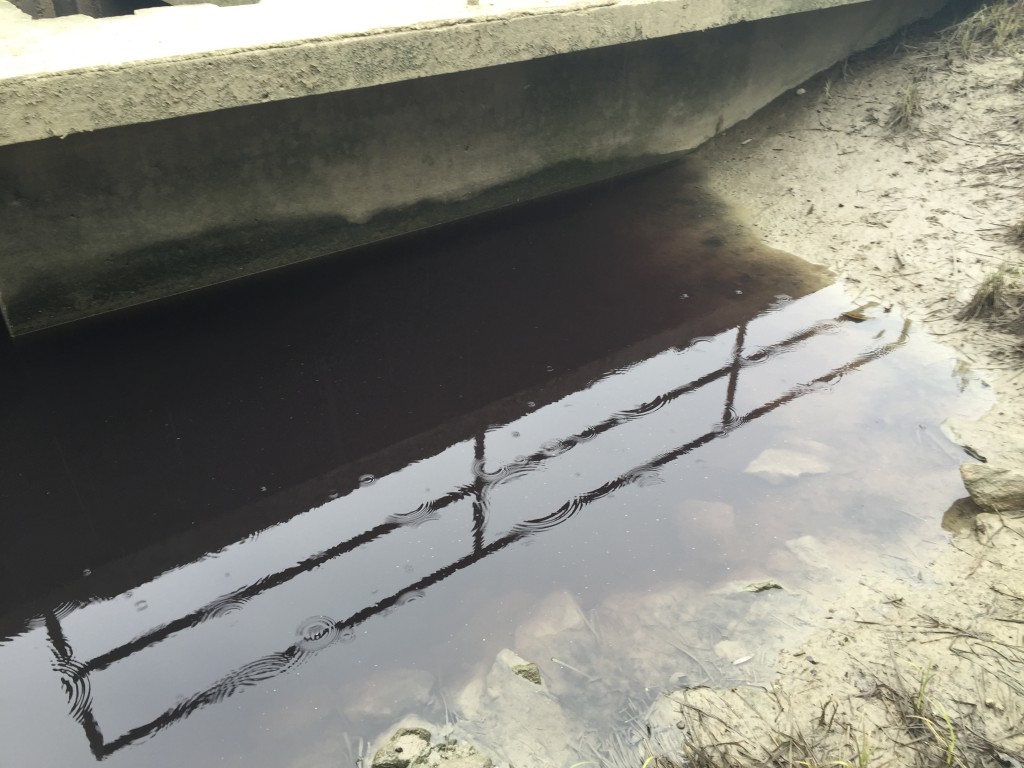 Zagađen Ciganski kanal Apatin, 2016, Mišvald (20)