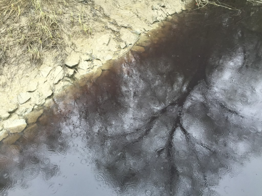 Zagađen Ciganski kanal Apatin, 2016, Mišvald (30)