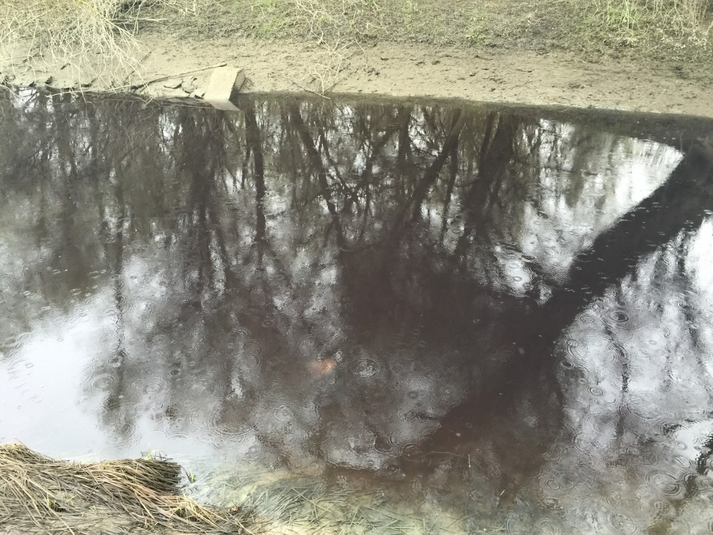 Zagađen Ciganski kanal Apatin, 2016, Mišvald (4)