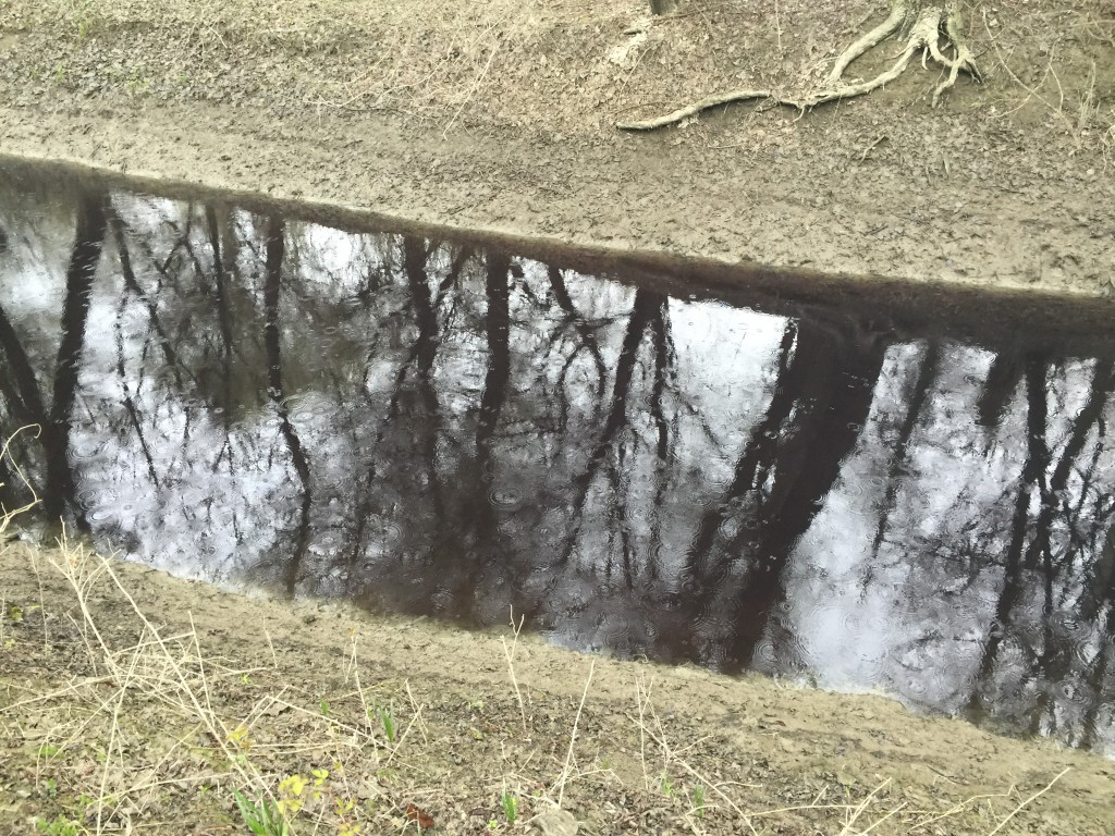 Zagađen Ciganski kanal Apatin, 2016, Mišvald (5)