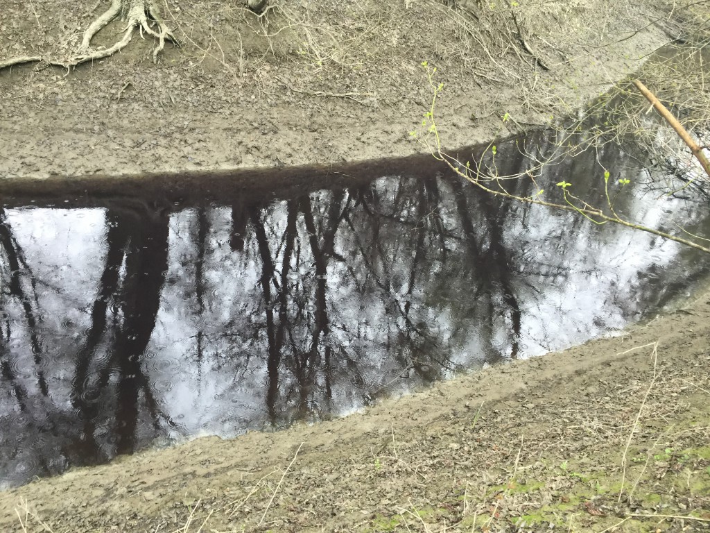 Zagađen Ciganski kanal Apatin, 2016, Mišvald (6)