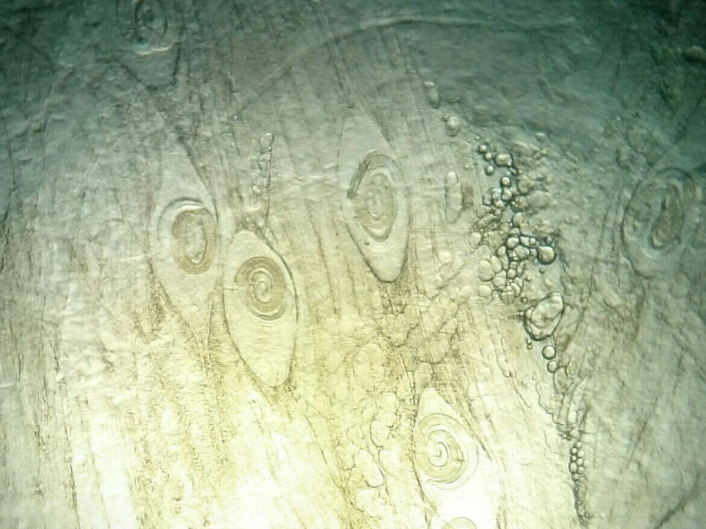 Trihinela, Apatin, mart 2016, Apavet, rekord 145 larvi isečak