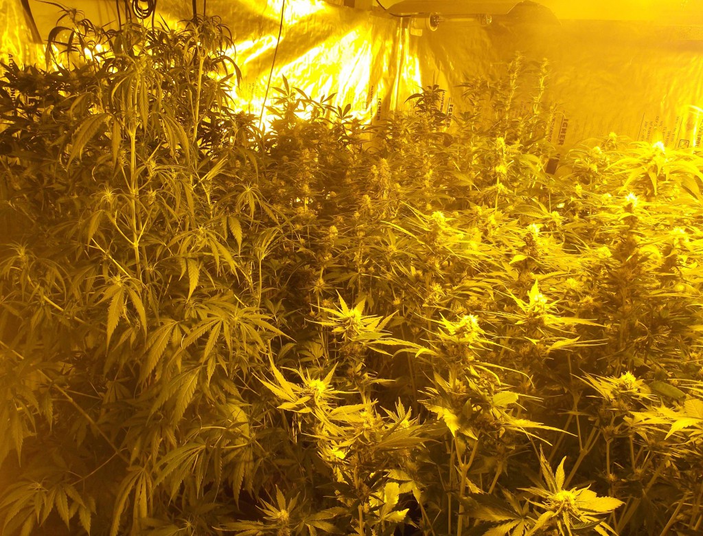 Policija, marihuana (1)