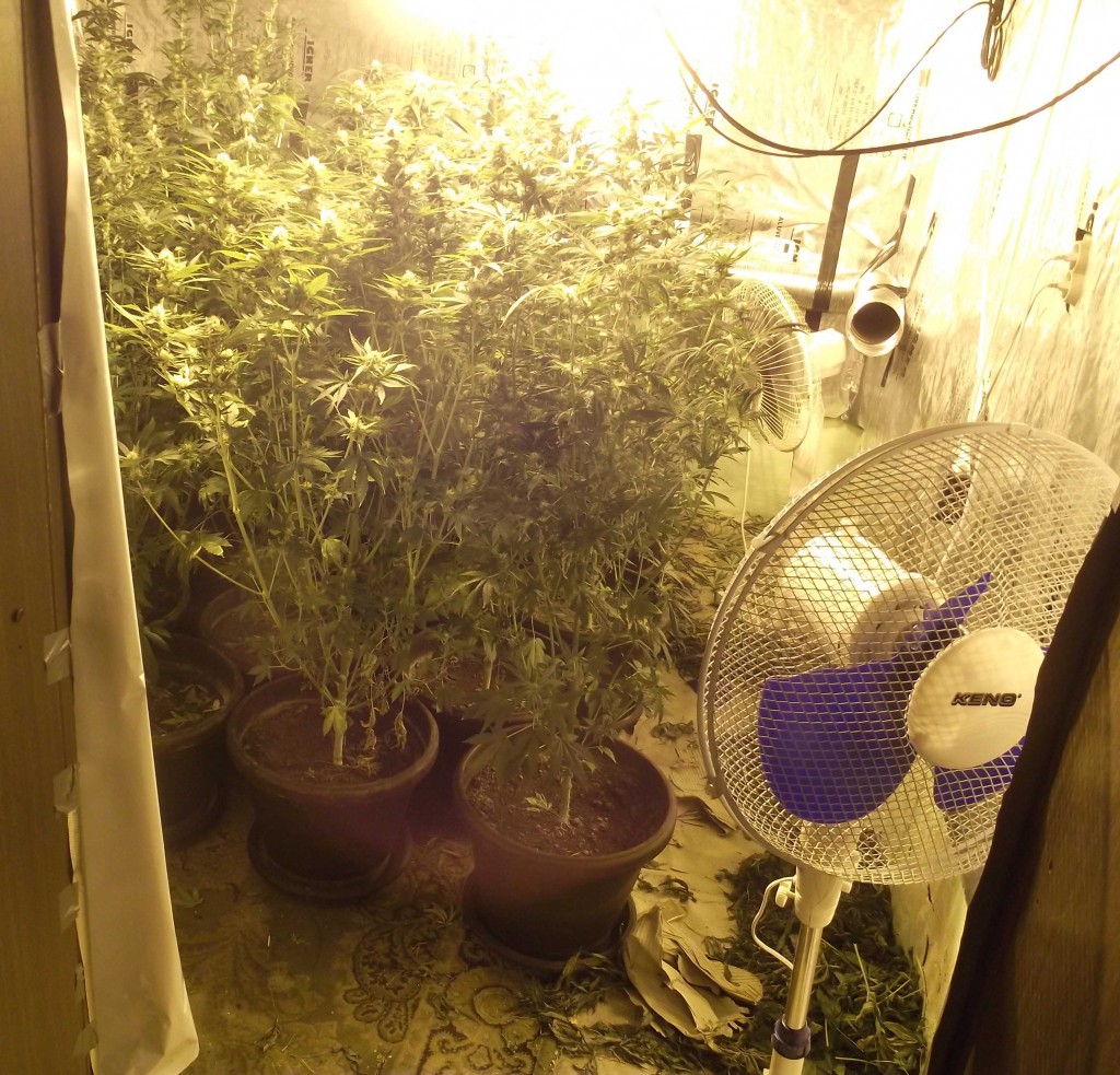 Policija, marihuana