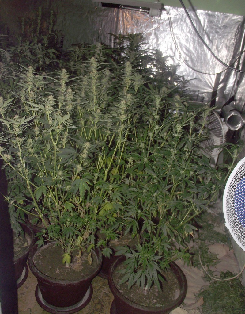 Policija, marihuana (3)