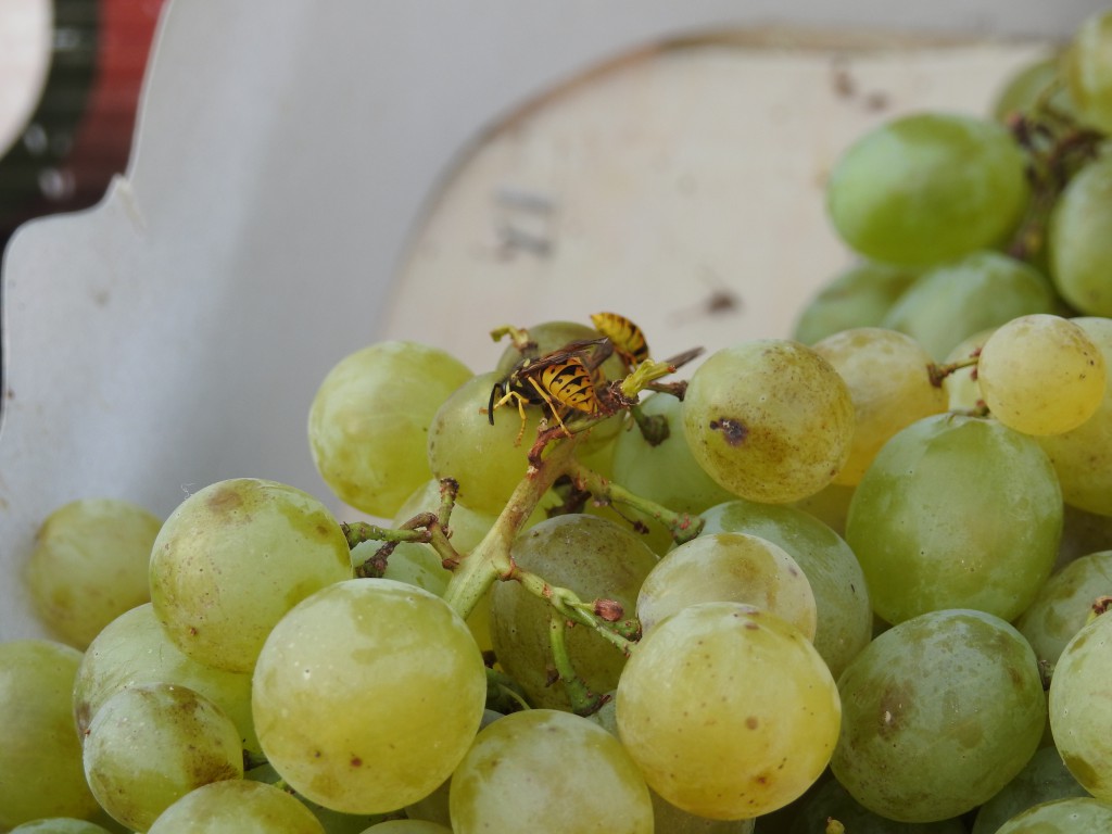 Pijaca, voce i povrce (1)