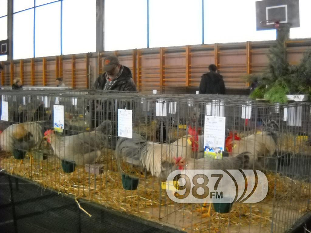 Sombor  RAZGLEDANJE Zanimlkjiva domaca zivina