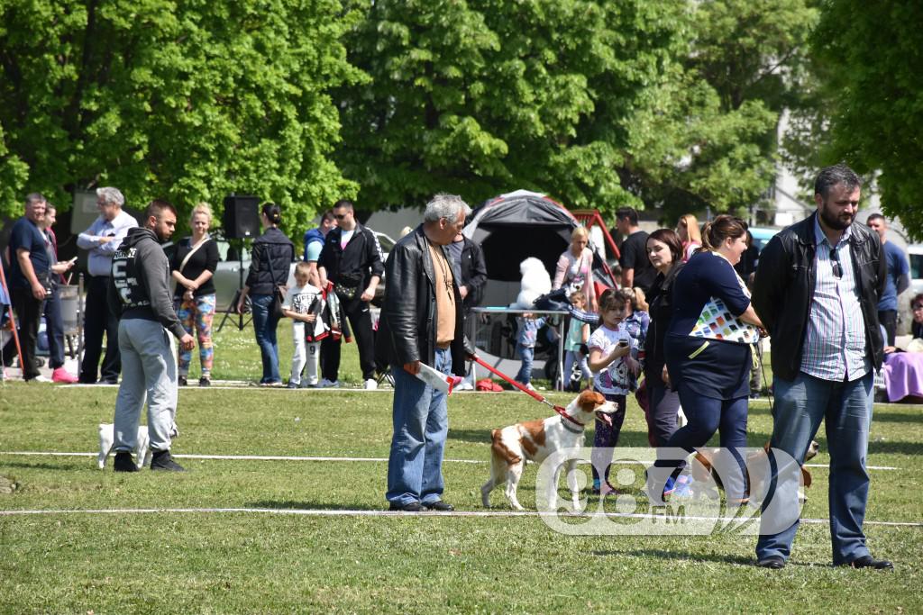 cac, Apatin,2017 maj (15) pas, psi , izložba