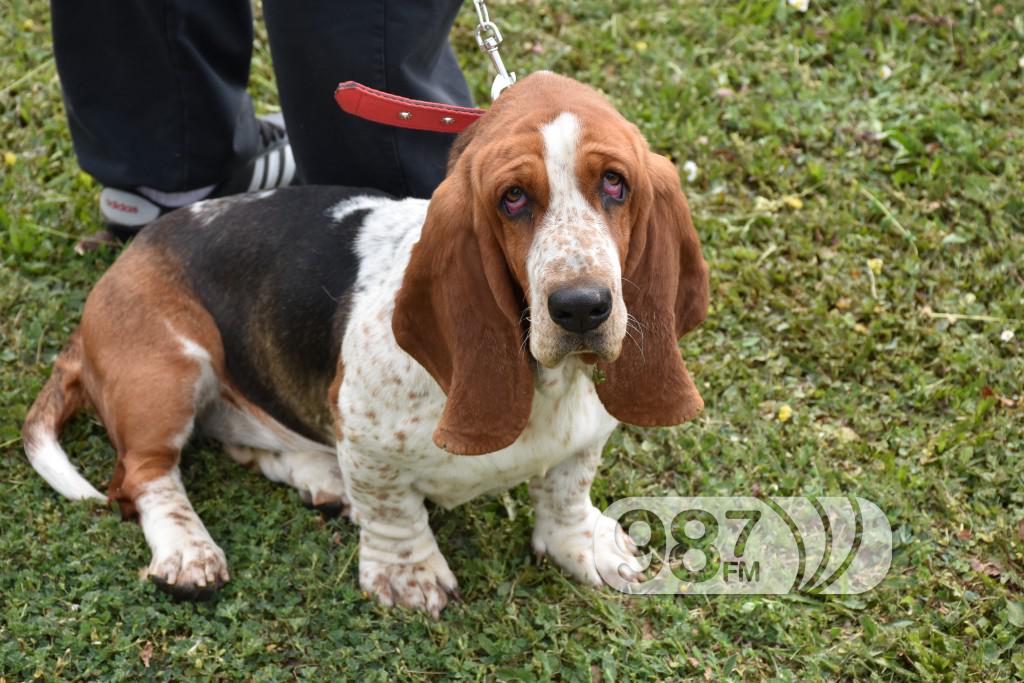 cac, Apatin,2017 maj (16) pas, psi , izložba