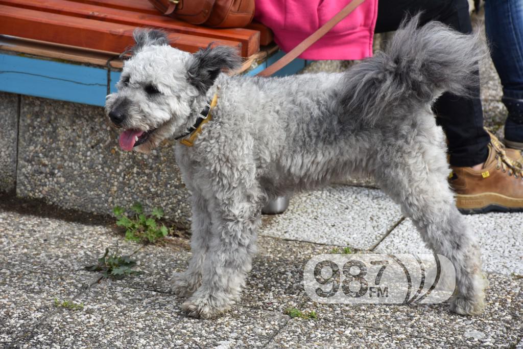 cac, Apatin,2017 maj (17) pas, psi , izložba