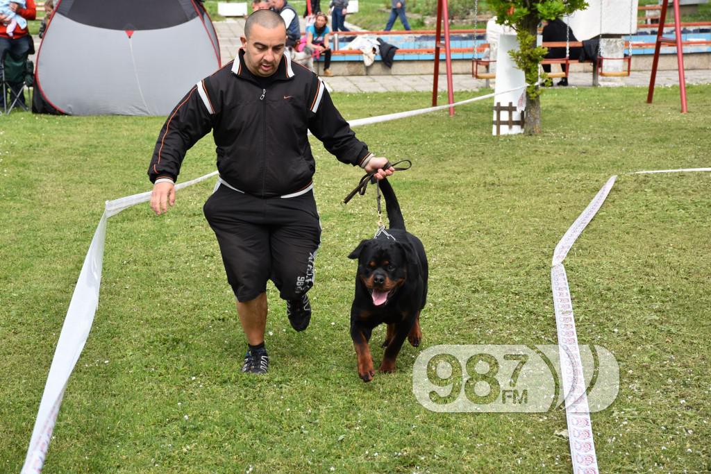 cac, Apatin,2017 maj (18) pas, psi , izložba