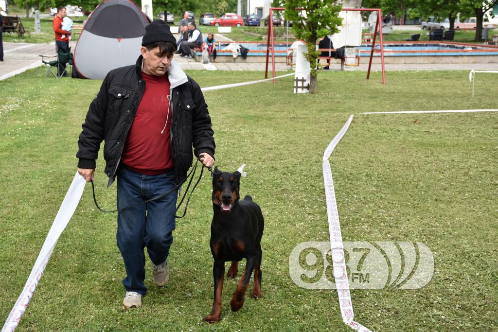 cac, Apatin,2017 maj (19) pas, psi , izložba