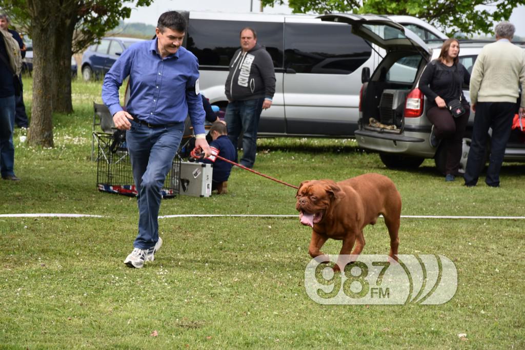 cac, Apatin,2017 maj (20) pas, psi , izložba