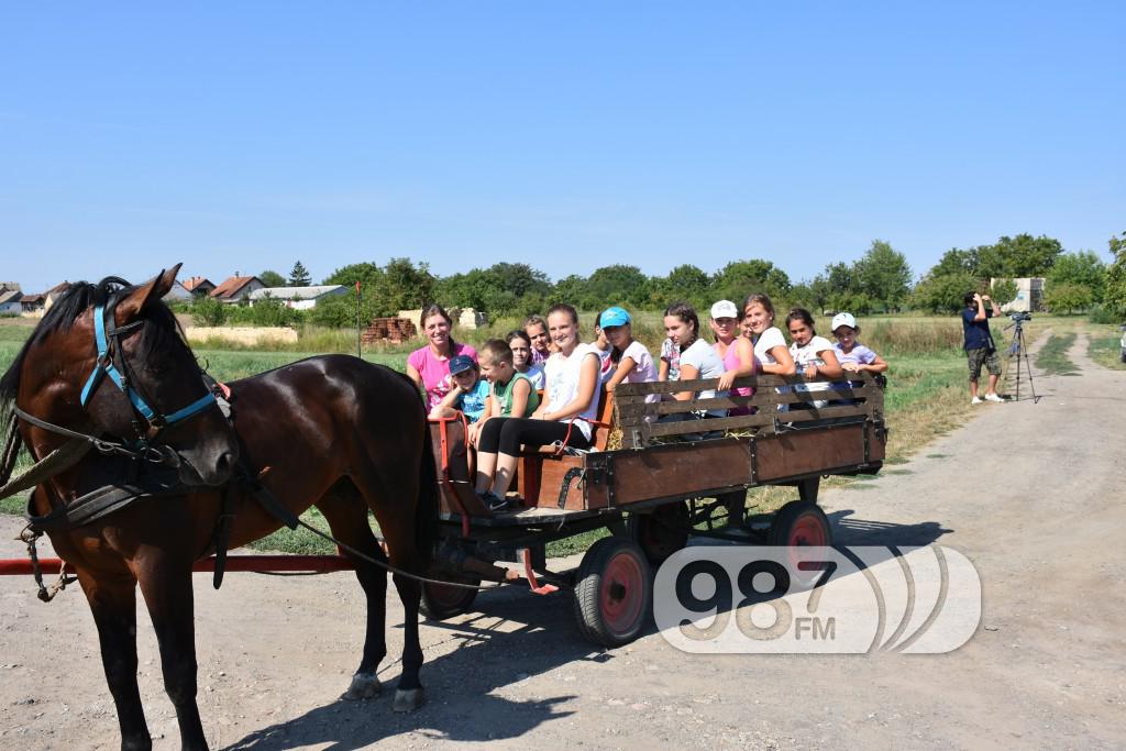 Kamp škole jahanja, Apatin,avgust 2017 (2)