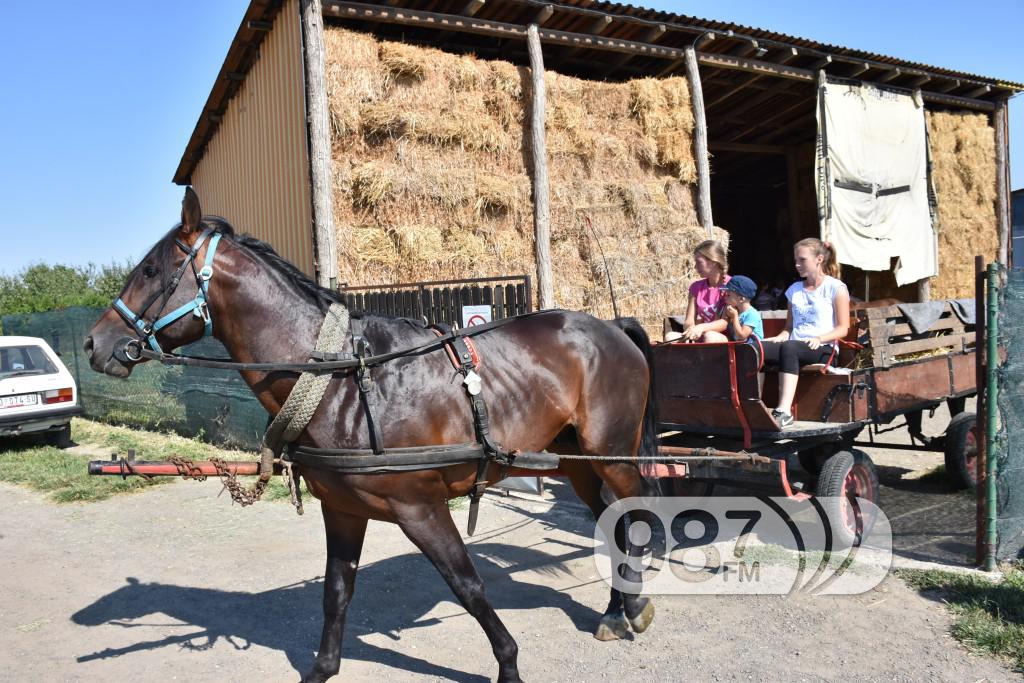 Kamp škole jahanja, Apatin,avgust 2017 (43)