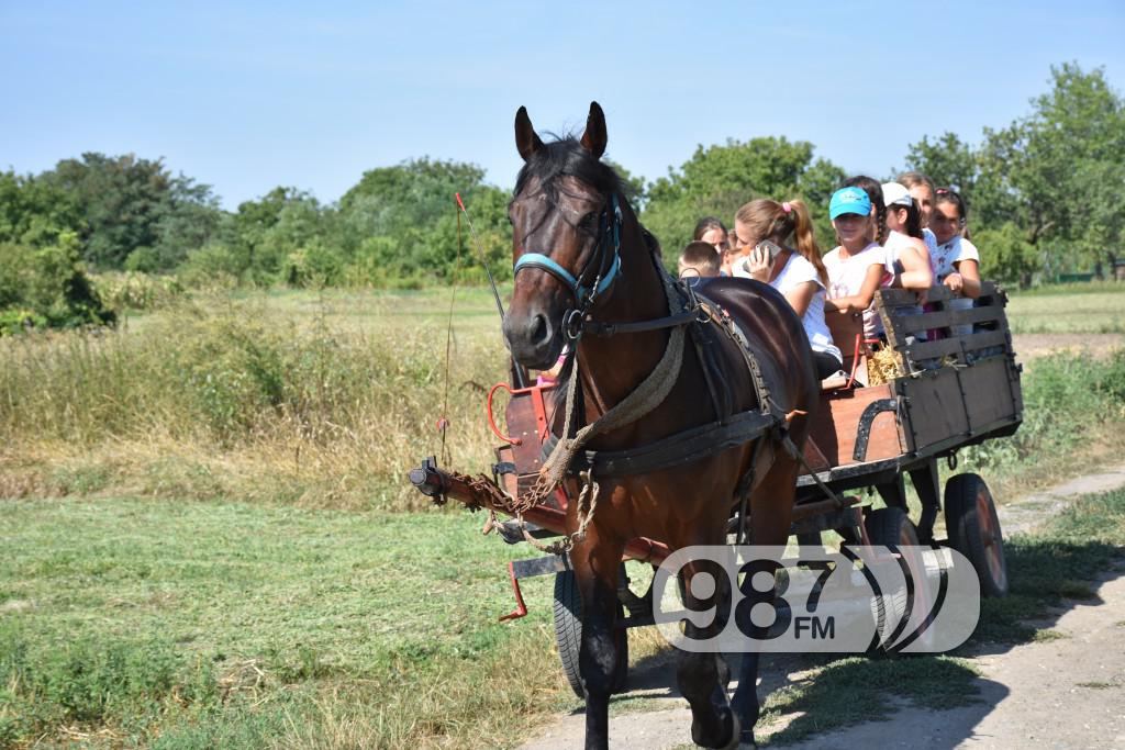 Kamp škole jahanja, Apatin,avgust 2017 (45)