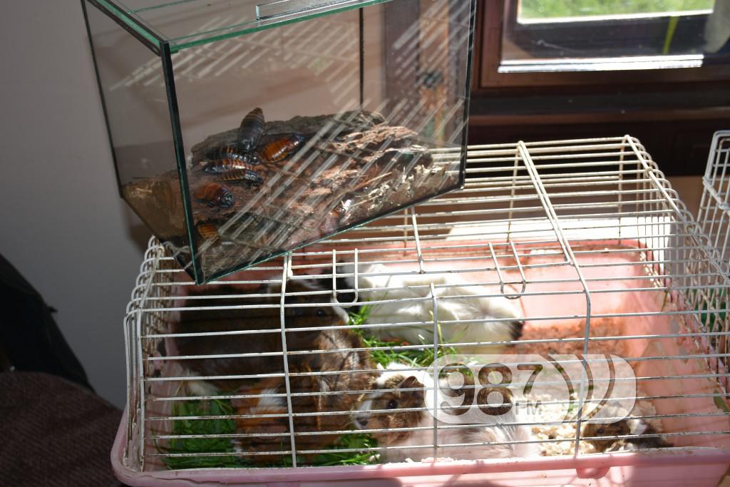 Udruzenje ljubitelja prirode Franc Spajzer (3)