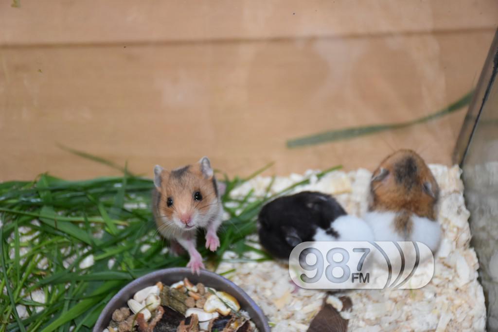 Udruzenje ljubitelja prirode Franc Spajzer (6)