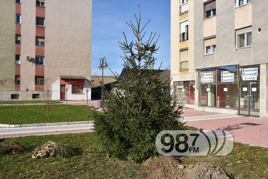 Sadjenje jelke na trgu, jelka,  (1)