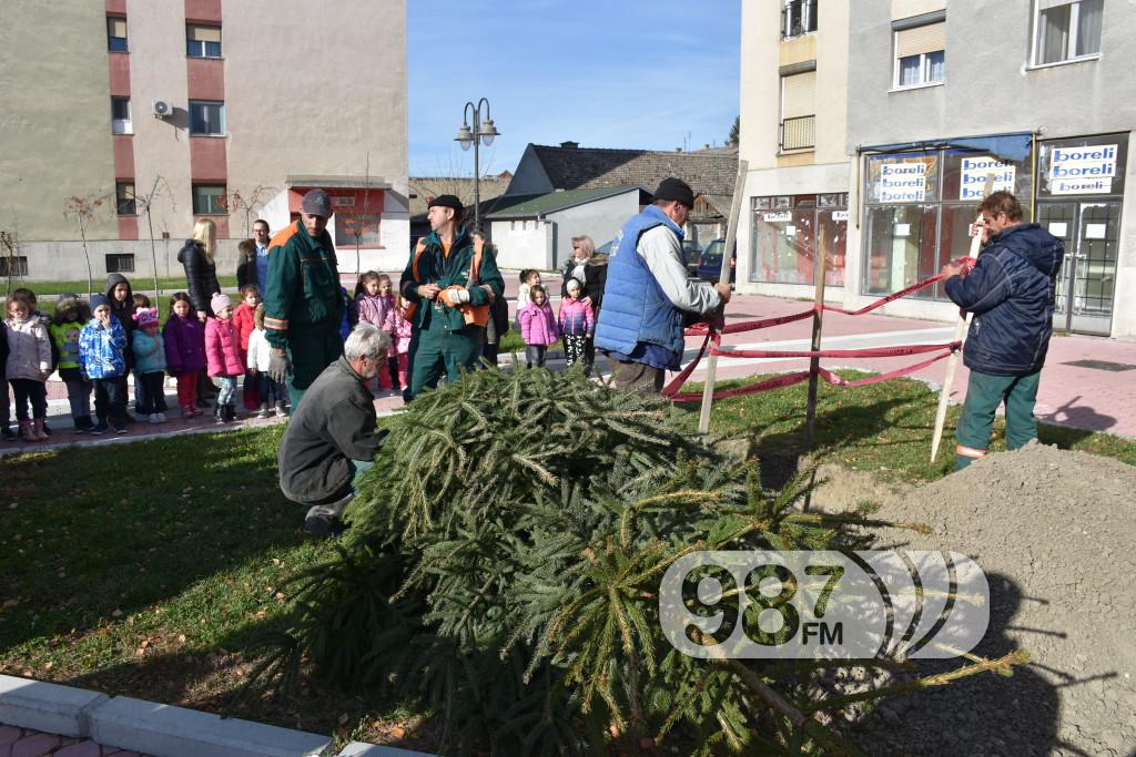 Sadjenje jelke na trgu, jelka,  (3)