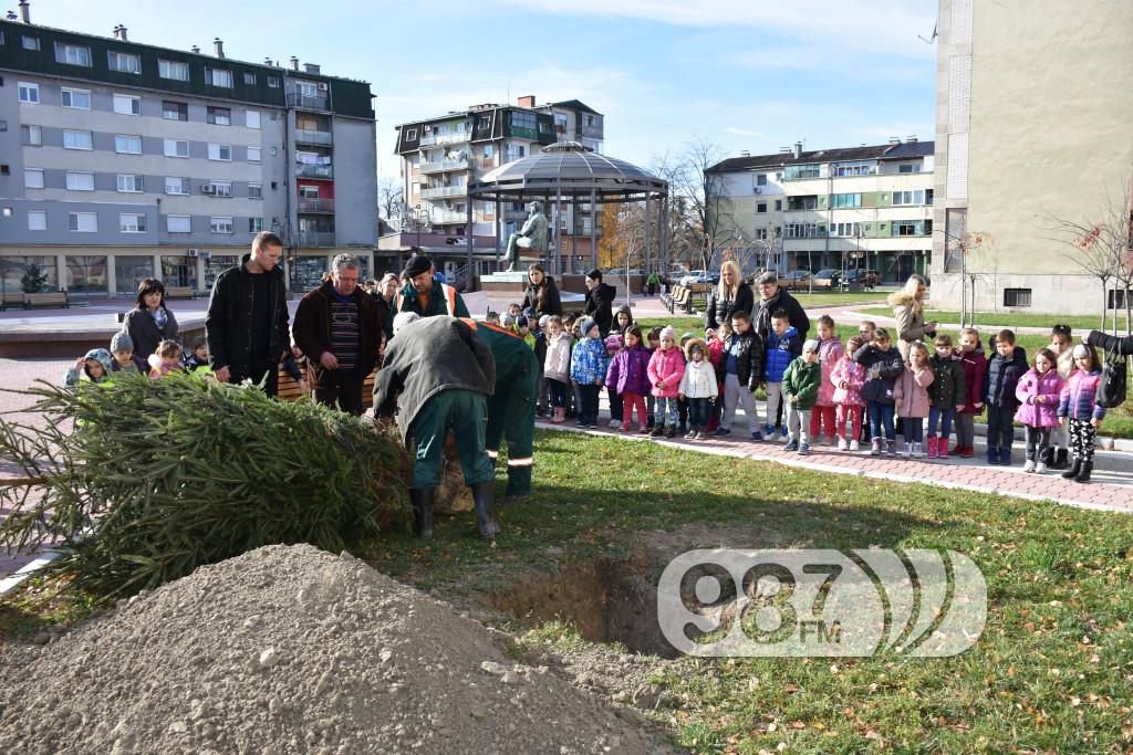 Sadjenje jelke na trgu, jelka,  (4)