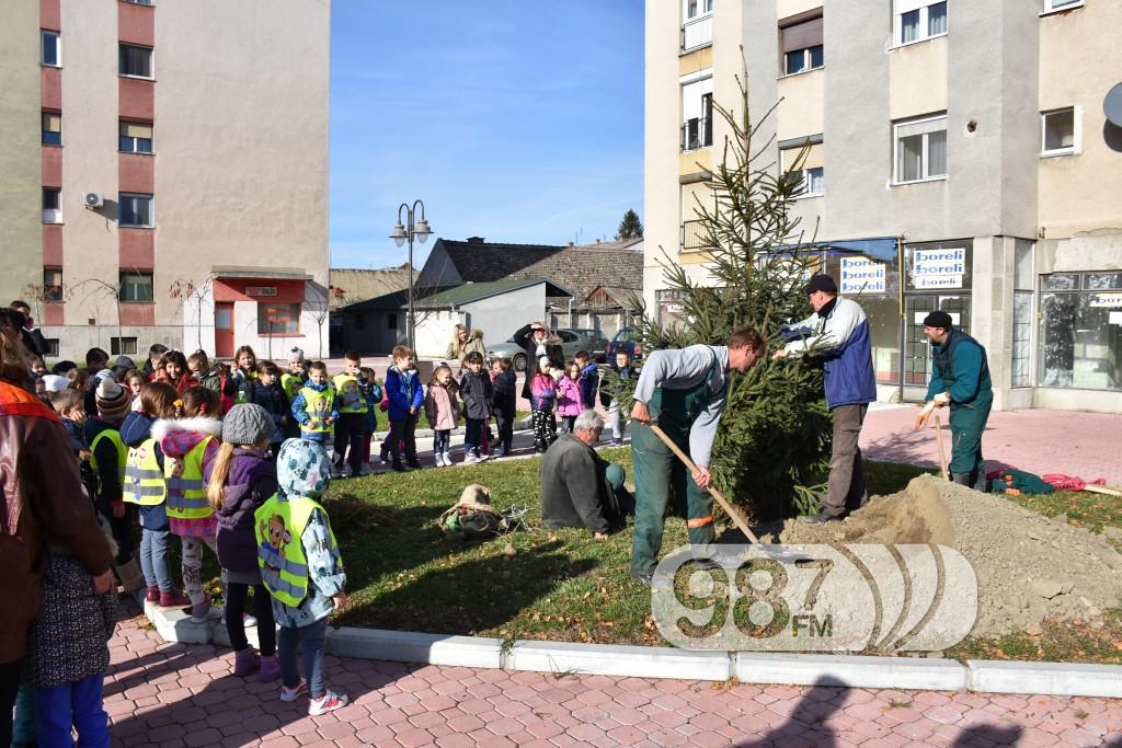 Sadjenje jelke na trgu, jelka,  (5)