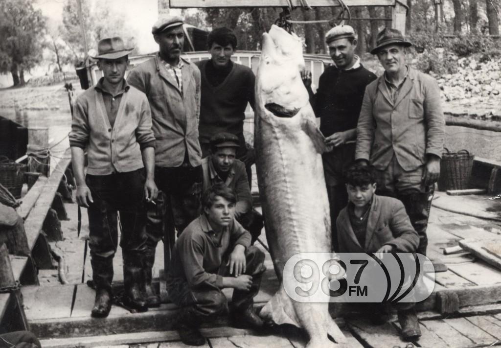 2. Poslednji ulov morune kod, Ciganskog dunavca, teške 185 kg (1964.)