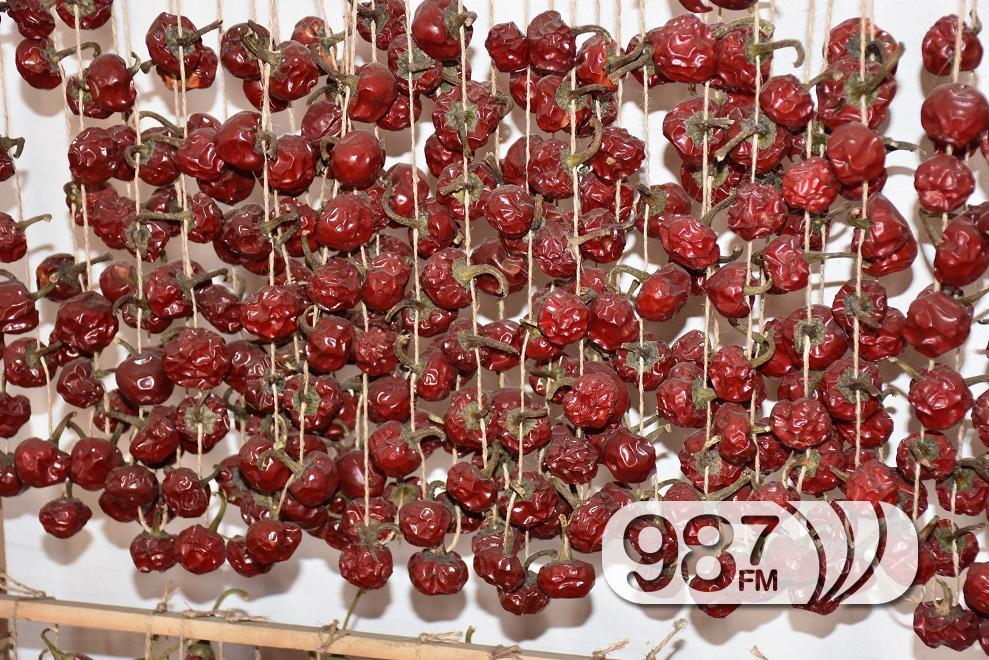 20 ЗЛАТНИХ МЕДАЉА ПОРОДИЦЕ ТУМБАС ИЗ КУПУСИНЕ ЗА МЛЕВЕНУ ЗАЧИНСКУ