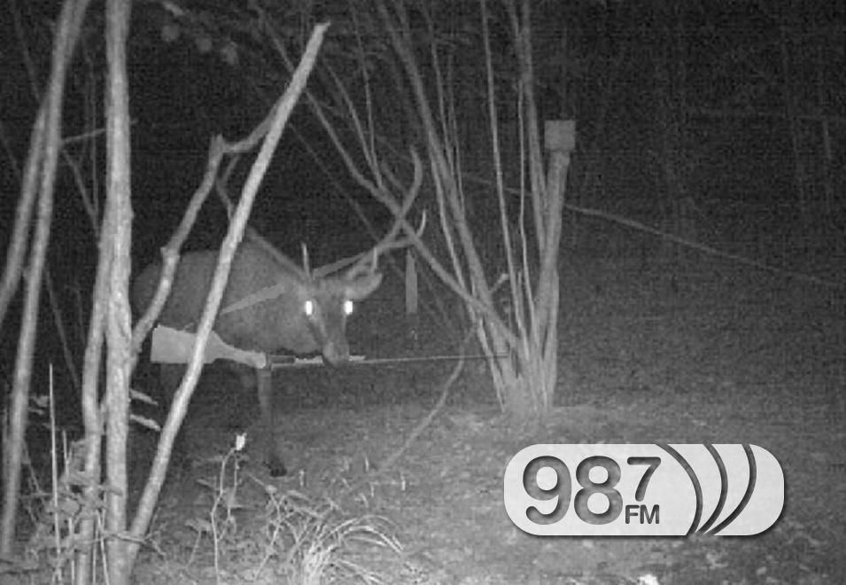 jelen-sa-pu%C5%A1kom-u-kupusini.jpg?v=16